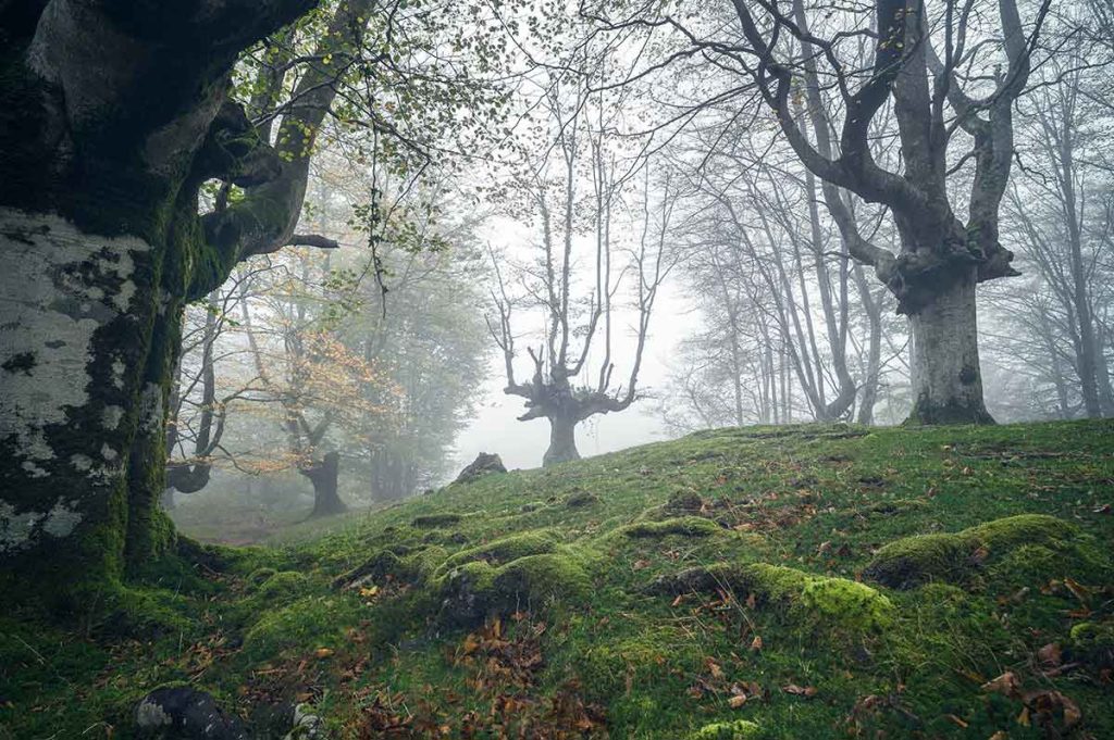 Niebla densa en hayedo vasco